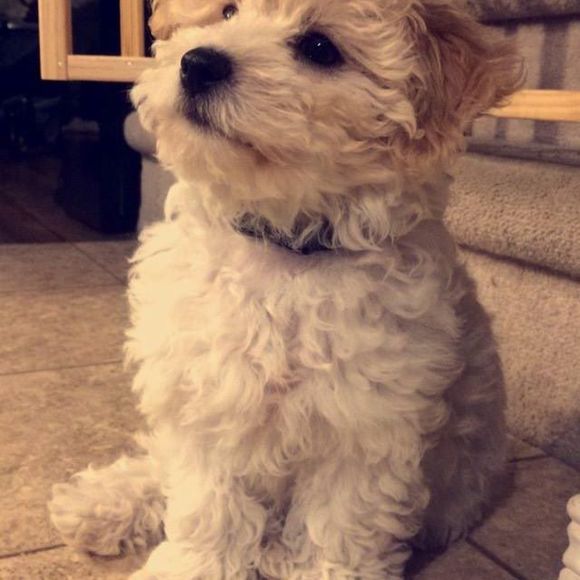 Meet your Posher, Megan - Picture 1 of 1